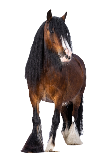 Rousselle Equitation Centre Equestre Aix En Provence Nos Points Forts