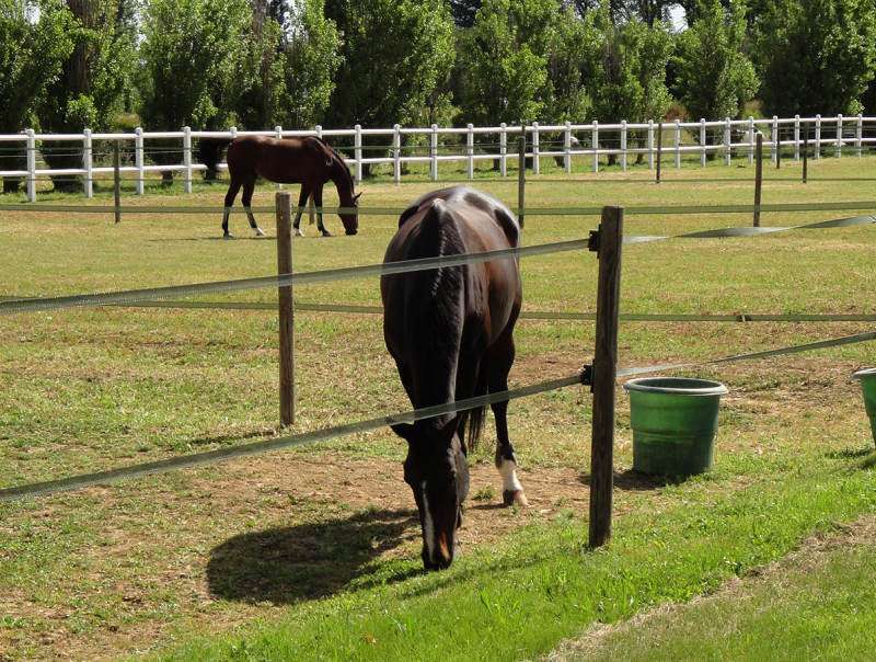 Rousselle Equitation Centre Equestre Aix En Provence Ecurie